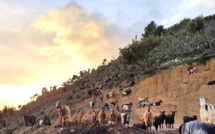 La photo du jour : e capre di Punta Sarulla