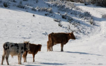 Soccia : Des bovins pris au piège par la neige