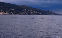 Lavasina : Rencontre avec un banc de dauphins