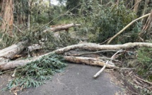 VIDEO - Un arbre s'écrase sur la route du château de la Punta