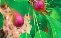 Les arbres fruitiers anciens du Pays ajaccien mis à l'honneur grâce à un ouvrage bon pour les yeux...et les papilles 