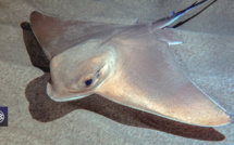 Marana : un foisonnement de vie et d’espèces sous-marines