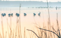 La photo du jour : au milieu des douces couleurs de Chjurlinu..