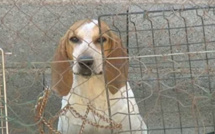 Refuge canin d'Aleria : L’Association Mathisy prend le relais