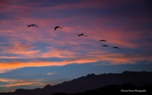 La photo du jour :  vol de flamants roses dans le ciel de Porto-Vecchio