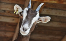 A Biguglia, au lieu de jeter vos sapins de Noël, donnez-les à manger à des chèvres