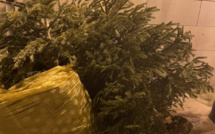 Ajaccio : la collecte de sapins de Noël a debuté