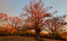 La photo du jour : i belli castagni di Ostricacce