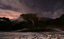 La photo du jour : le grand pin Laricio, doyen du col de Bavella