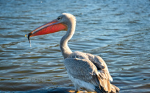 A Porto-Vecchio, une cagnotte pour nourrir Harris le pélican 