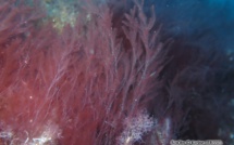 Repérée en Corse, l'algue rouge envahit la Méditerranée et menace l'herbier de posidonie 