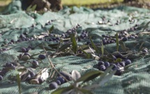 La filière oléicole corse se sent un peu seule face à la Xylella fastidiosa
