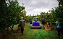 Covid : les ouvriers marocains bloqués en Corse, peuvent enfin retourner au pays