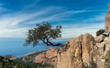 La photo du jour : l'envie de vivre à Piana