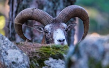 La photo du jour : le  mouflon de Bavella