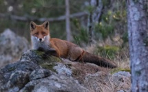 La photo du jour : a volpe di Bavella