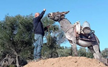 Babonne di Corsica représentera l'âne corse au salon de l'Agriculture