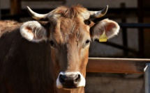 Office agricole de Corse  : une aide à la réforme pour les élevages bovins