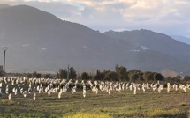 Avocats et plantes exotiques : une opportunité pour l’agriculture corse ?