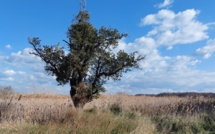 La photo du jour : a leccia di Chjurlinu