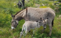 SIA 2022 : des nouvelles de Babonne di Corsica