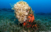 L'image du jour : La grande nacre de Méditerranée