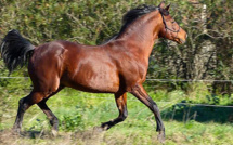 Cavallu Corsu : Approbation et confirmation à Casatorra