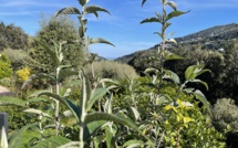 La météo du vendredi 25 mars 2022 en Corse
