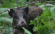 Corse : Une étude sérologique contre la peste porcine africaine