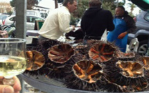 Pêche aux oursins : Trois douzaines par personne et pas plus 