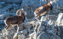 La photo du jour : les mouflons de Bavella