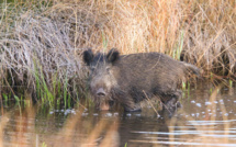 La photo du jour : u cignale di Chjurlinu