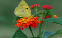 Papillons de nos jardins et de nos chemins