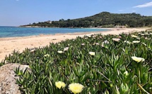 La photo du jour : la plage de Favone