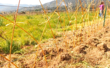 Balagne : Una Lenza da Annacquà pour soutenir production et consommation locales