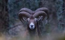 La photo du jour : les mouflons, curieux, de Bavella