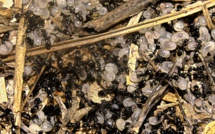 Corse : la fourmi Tapinoma magnum envahit l'île