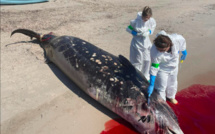 Une baleine s'échoue sur une plage de Sainte-Lucie de Porto-Vecchio