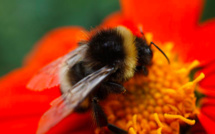 Fest'Isula : ce 22 mai Pietrosella celebre la fête de la nature