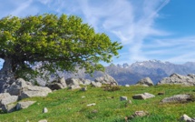 La photo du jour : le hêtre de la Bocca San Pedru
