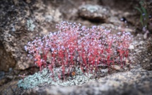 Les traditions de l'ovu et l'arba di l'Ascensione