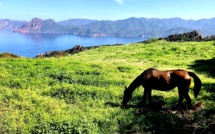 La photo du jour : retour à la nature à Piana