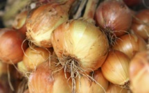 A table : oignons de Sisco farcis au brocciu