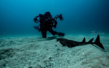 « Diable de mer » : un projet pour recenser les raies-aigles géantes démarre à Ajaccio 