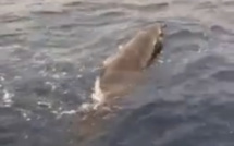 Marine d’Albu : le baleineau échoué a pu regagner les eaux profondes