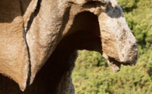 La photo du jour : le cheval de Roccapina