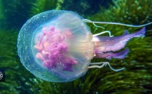 Pourquoi les méduses envahissent-elles certaines plages corses ?