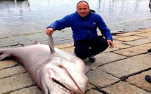 Un requin griset de 3 mètres de long pêché dans le golfe d’Ajaccio !