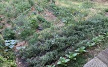 Potagers, vergers : la belle réussite pour les jardins partagés de Cardo