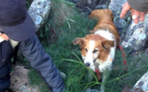 Mobilisation sur les hauteurs de Calvi pour sauver Daisy, une petite chienne tombée dans une crevasse